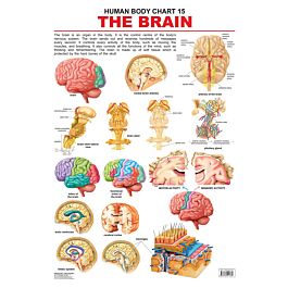 Neuro Body Chart.pdf Raajkart.com - Human Body Charts The Brain (Dreamland) Buy Books Online ...